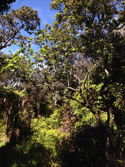 Santalum paniculatum