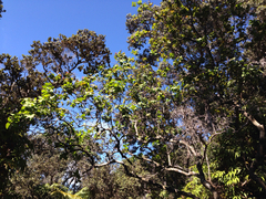 Santalum paniculatum