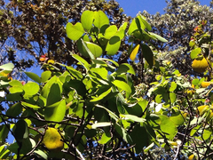 Santalum paniculatum