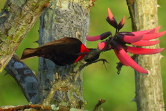 Chalcomitra senegalensis gutturalis