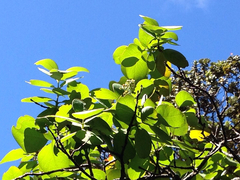 Santalum paniculatum