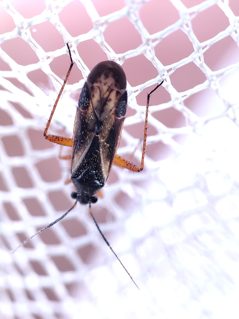 Monosynamma bohemanni