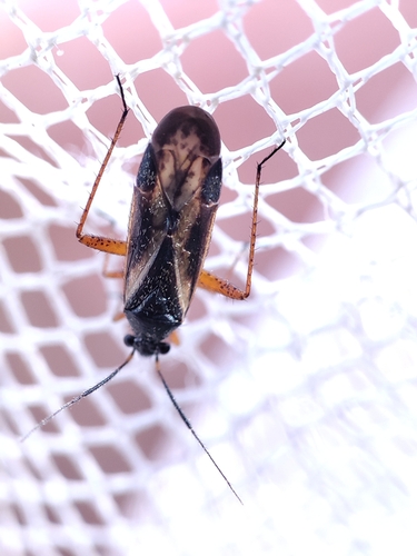 Monosynamma bohemanni