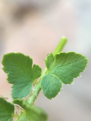 Polystichum kruckebergii