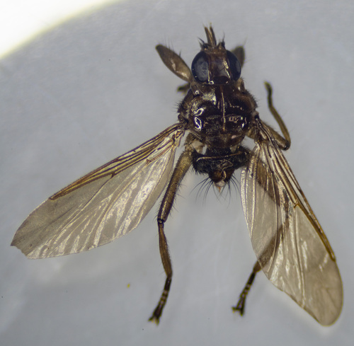 Lynch Insect Genus Lynchia · iNaturalist