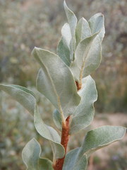 Elaeagnus commutata