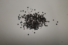Rapanea ferruginea
