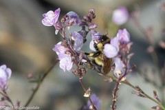 Bombus vagans bolsteri
