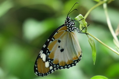 Danaus chrysippus chrysippus