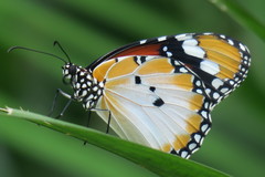Danaus chrysippus chrysippus
