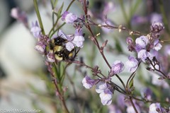 Bombus vagans bolsteri