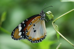 Danaus chrysippus chrysippus