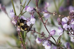 Bombus vagans bolsteri