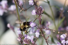 Bombus vagans bolsteri