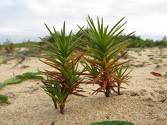 Cyperus pedunculatus