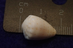 Conus abbreviatus