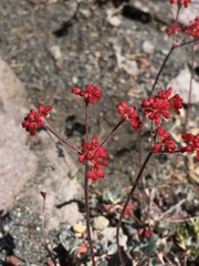 Eriogonum marifolium