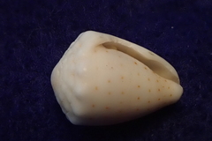 Conus abbreviatus