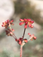 Eriogonum marifolium