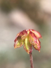 Eriogonum marifolium
