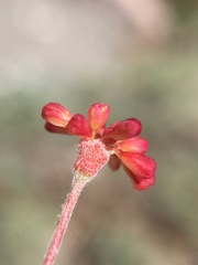 Eriogonum marifolium