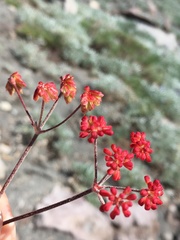 Eriogonum marifolium