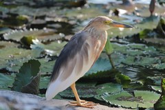 Javan Pond Heron photo 5