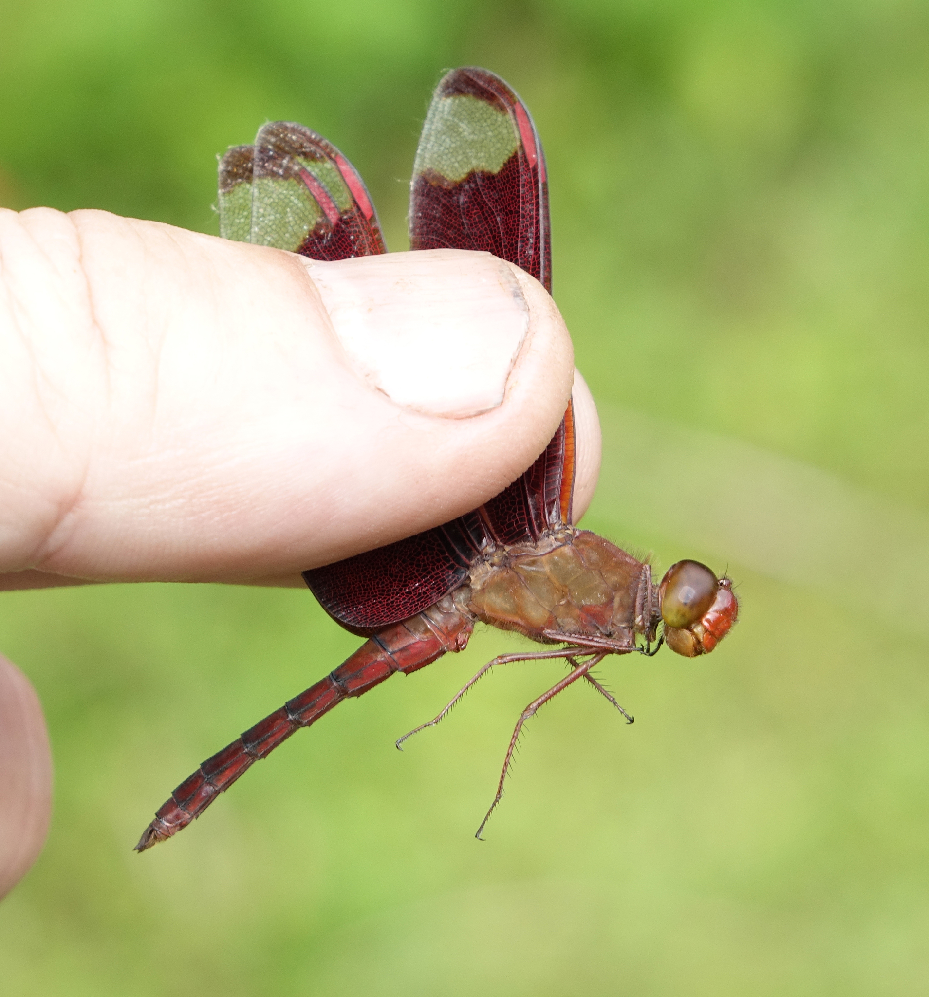 Fulvous Forest Skimmer