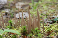 Alloclavaria