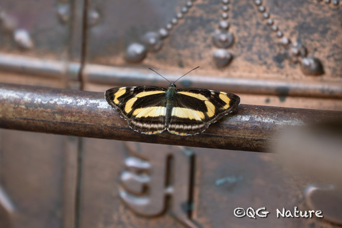 Neptis yunnana