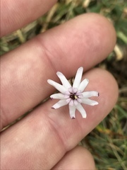 Silene ciliata