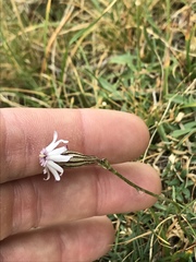 Silene ciliata