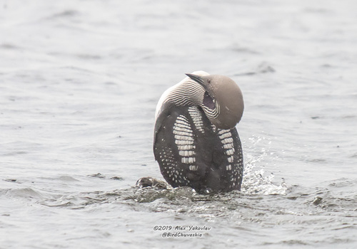 Plongeon arctique