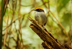 Conopophaga melanops