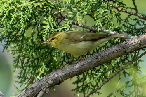 Green Warbler
