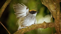 Conopophaga melanops