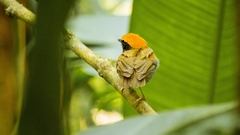 Conopophaga melanops