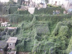 Ipomoea indica