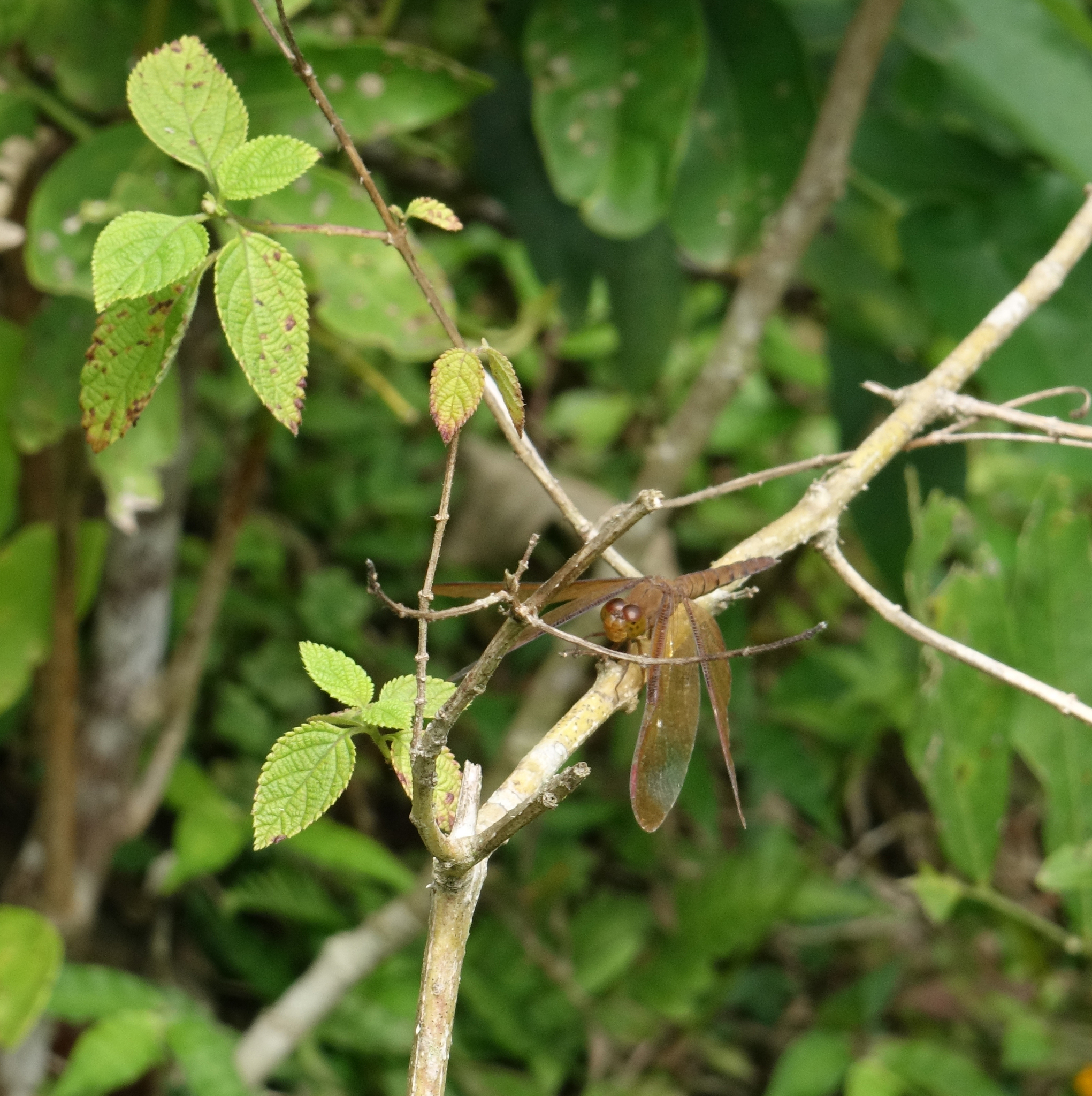Fulvous Forest Skimmer