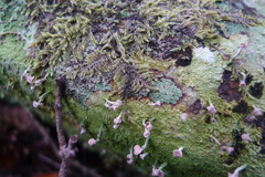 Ostropomycetidae