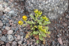 Senecio leucanthemifolius caucasicus