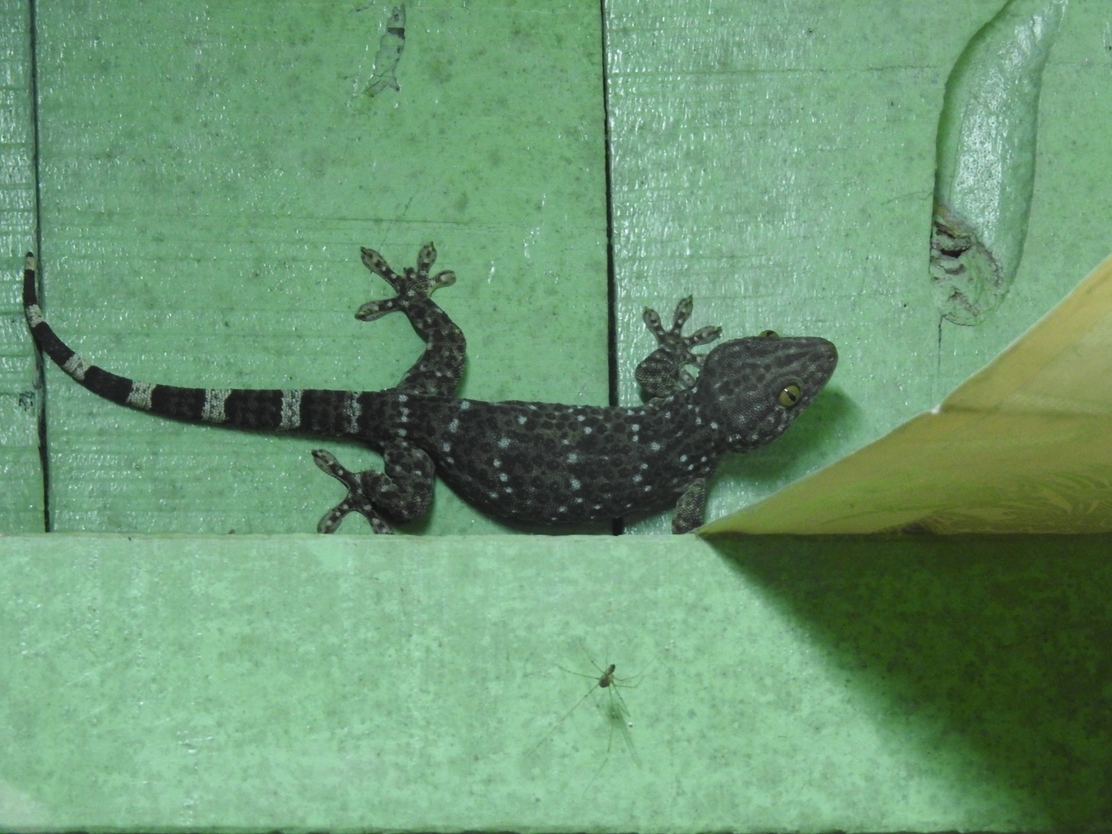 Tokay Gecko