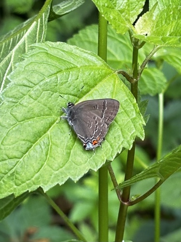 Banded Hairstreak photo 6