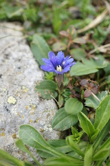 Gentiana dshimilensis