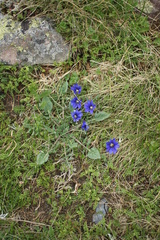 Gentiana dshimilensis