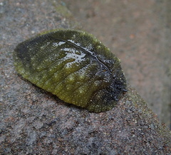 Athoracophorus papillatus