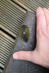 Athoracophorus papillatus