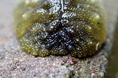 Athoracophorus papillatus