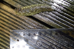 Athoracophorus papillatus