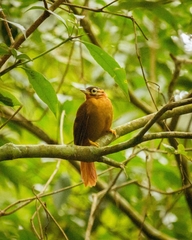 Philydor atricapillus